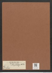 Surirella emphioxys W. Sm. (de-Toni-Nr.: Genus 53, Species 2220) Zeichnungen Sammlung Grunow Mappe 02447 (Herbarium_W_Grunow_drawings_Folder_02447)
